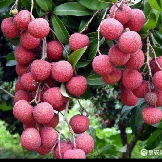 钦州灵山荔枝各种品种