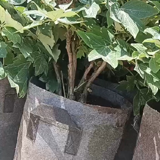 菏泽四季移栽千层观赏牡丹