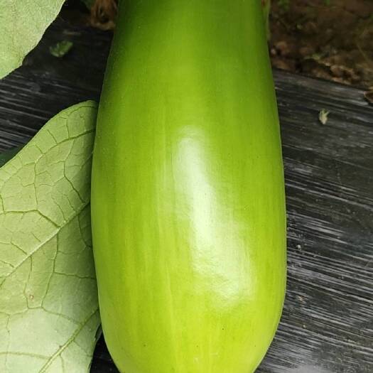 北京绿皮茄子，，大量上市，价格美丽。欢迎资询