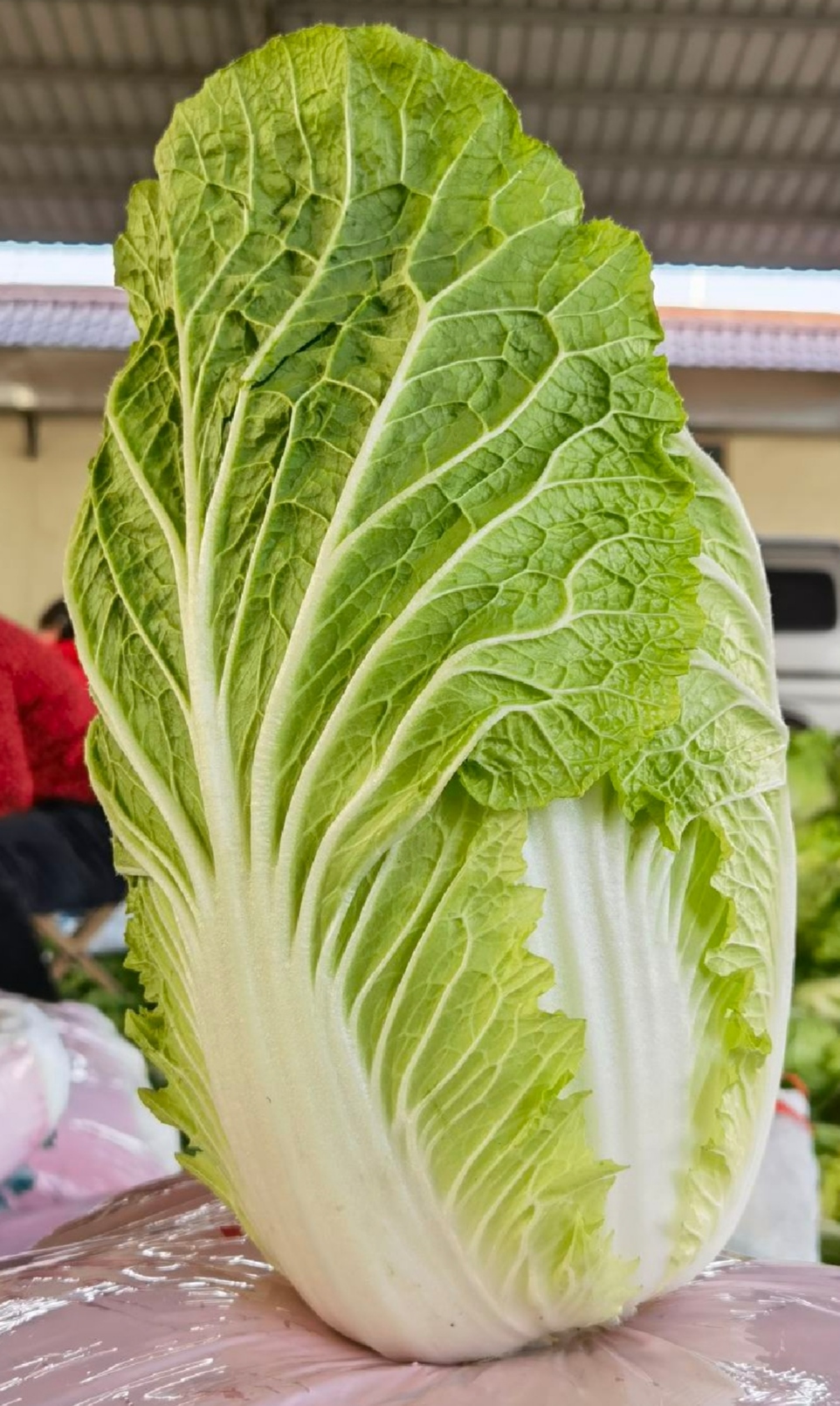 黄心大白菜  高品质/好选择/诚信为本/质量求生存