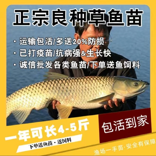 草鱼苗  草鱼  鱼苗支持四川，云南，贵州，甘肃，陕西。等等