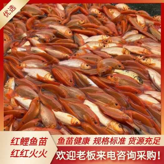 南宁红鲤鱼苗  兴国红鲤  基地直供  价格优惠