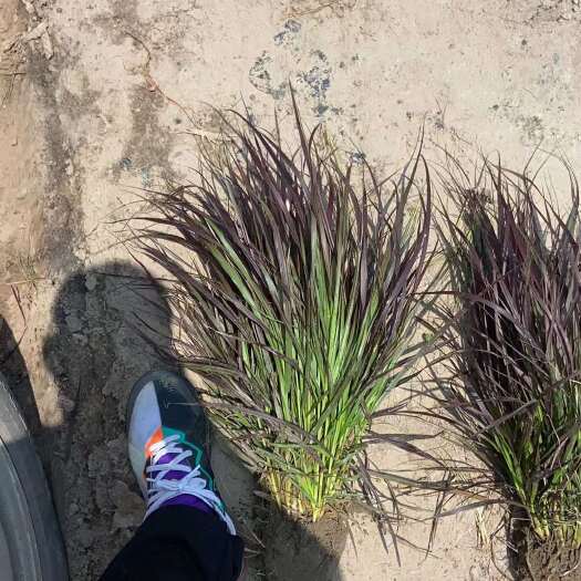 杭州紫叶狼尾草地苗狼尾草小毛球大丛