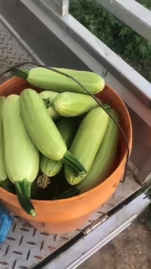 忻州西葫芦