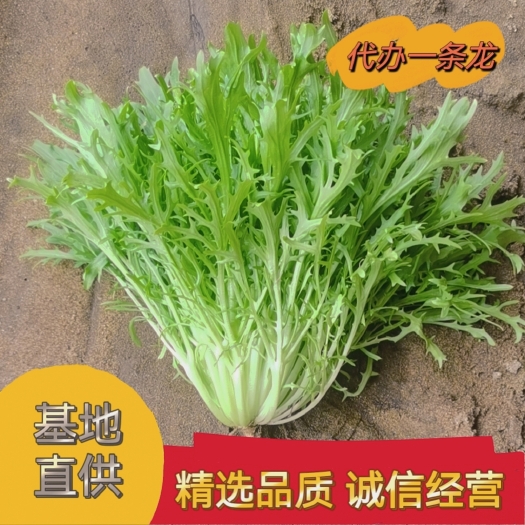 新民市精品苦菊。品质保证。自家种植。