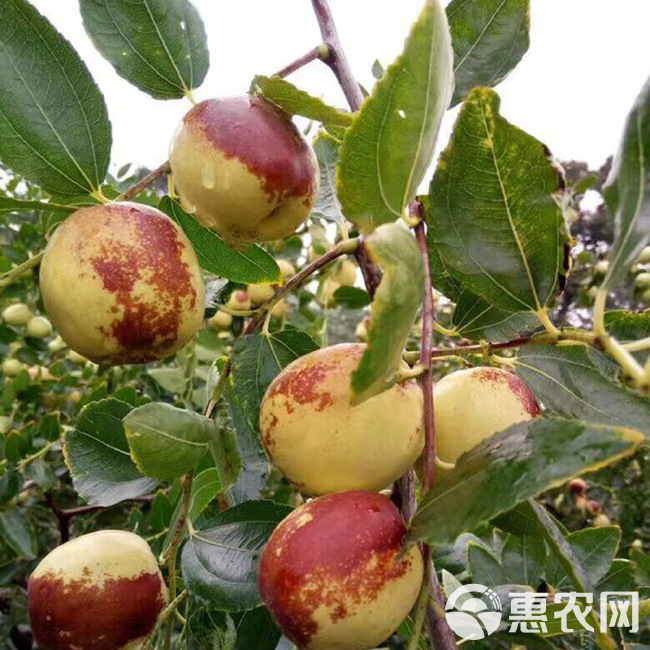 陕西大荔冬枣大量上市