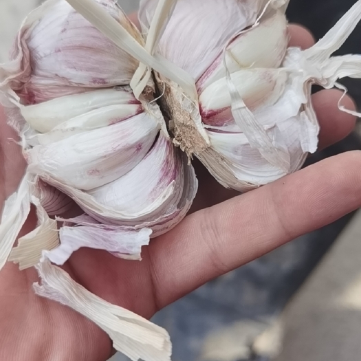 中牟县中牟大蒜