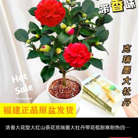 漳平市克瑞墨茶花盆栽档口电商精品货福建龙岩基地直销