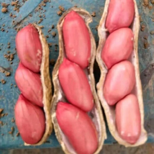 开封四粒红鲜花生河南湿花生，籽粒饱满，保质保量发货，商超市场档口