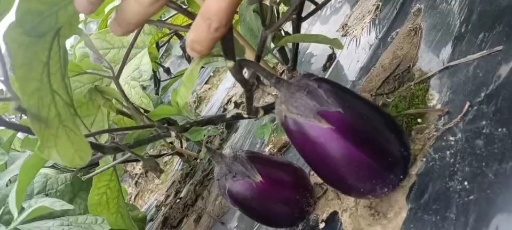 博白县广西   圆茄子  长茄子  大量上市  货源充足