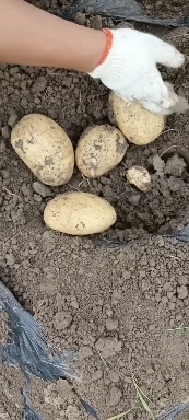 绵阳土豆。