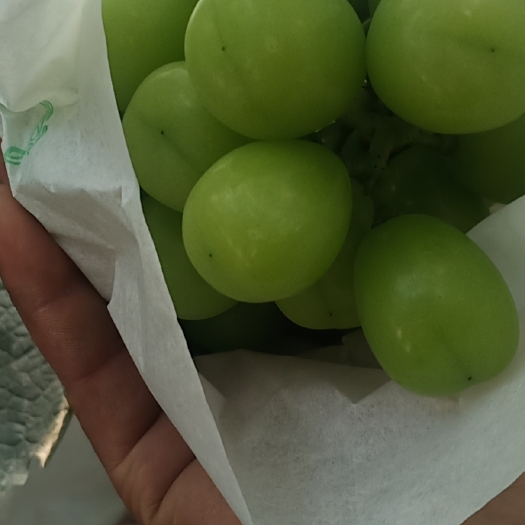 西昌市阳光玫瑰