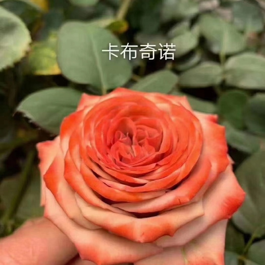 玫瑰苗 切花玫瑰苗卡布奇诺