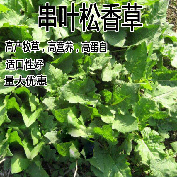 沭阳县串叶松香草种子 种子串叶松香草种子种子牲畜食用松香草
