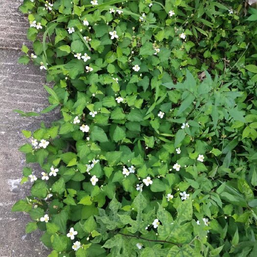 瑞金市野生鱼腥草