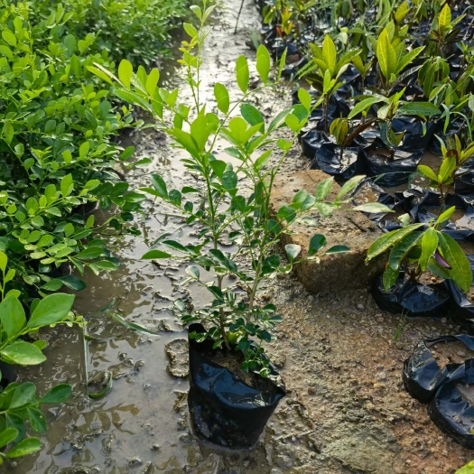 漳浦县九里香灌木苗 福建基地直发 支持物流快递整车运输 可开票