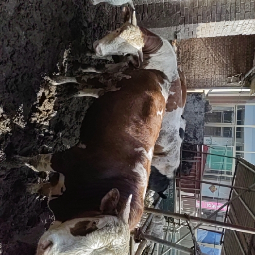 介休市卖肉牛