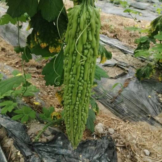 宁都县精品青苦瓜，油绿苦瓜，产地直销，