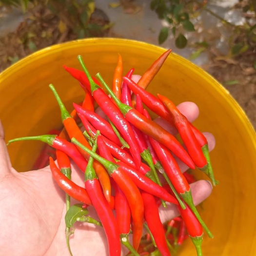 施甸县云南特辣小米椒大量上市，色泽艳丽，基地直供