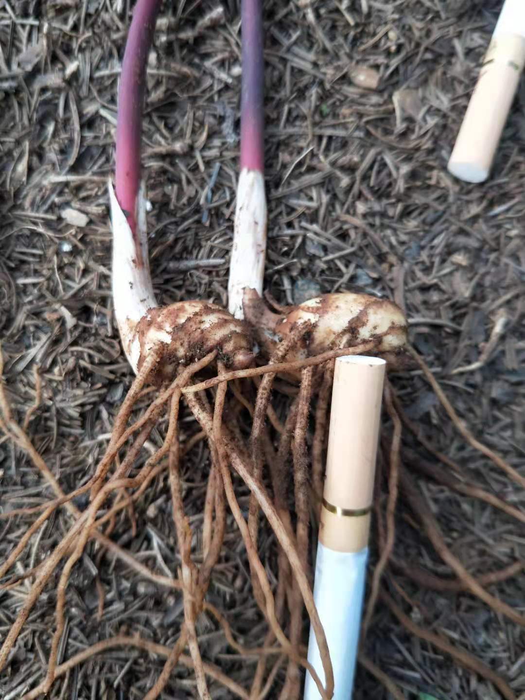 四年苗，需要老板联系