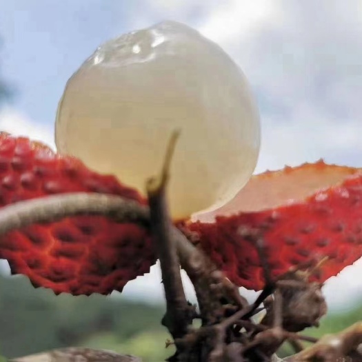 灵山县正宗灵山妃子笑，新鲜采摘发货大量现货