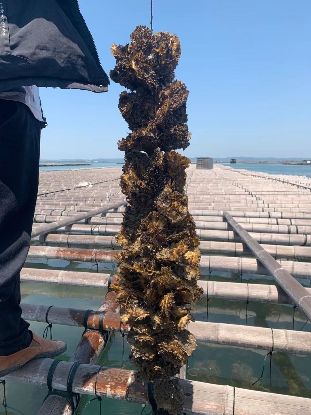 北海三倍体蚝苗