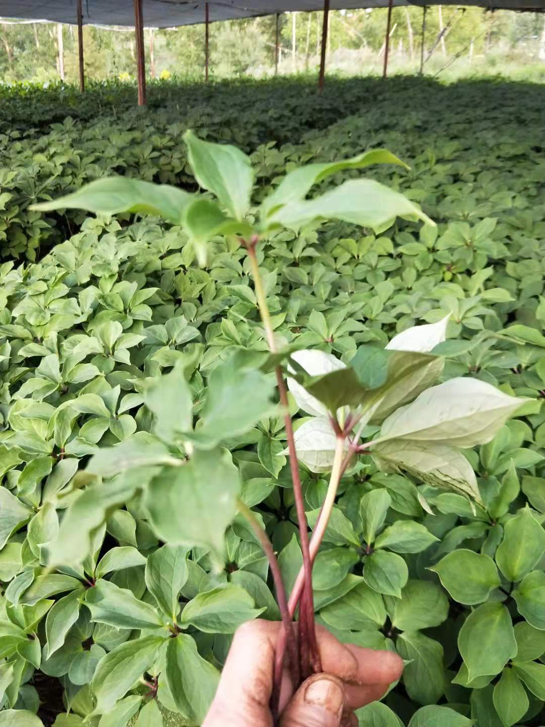 四年苗，需要老板联系
