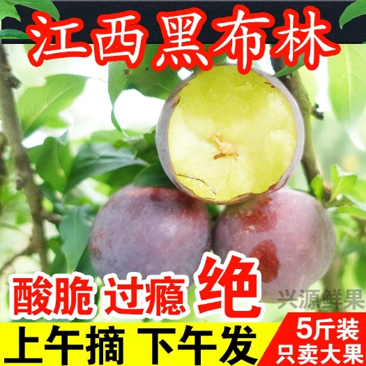 安远县新鲜现摘黑布林李子大果黑李恐龙蛋当季孕妇水果江西赣南黑李子