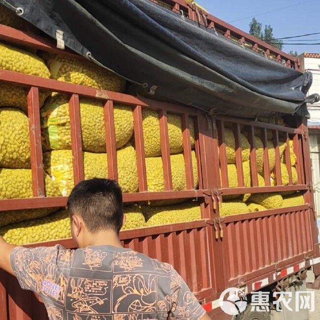 四粒红鲜花生河南湿花生，籽粒饱满，保质保量发货，商超市场档口