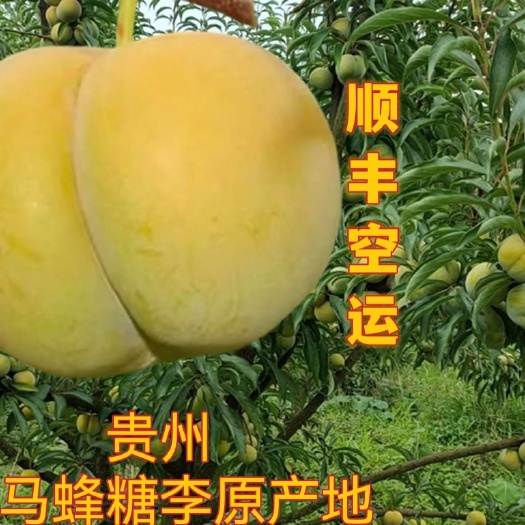 镇宁县贵州  六马蜂糖李原产地   2022年6月10号发货