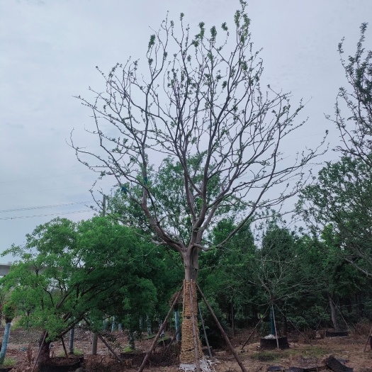 沙洋县20-30公分假植朴树，容器朴树，自己基地，高温