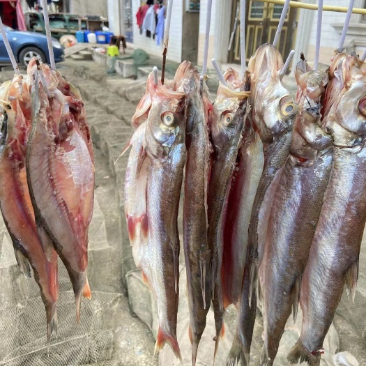 洪湖市湖北洪湖特产，湖里大白刁和小白刁，阳干鱼