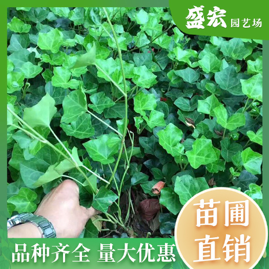常春藤扶芳藤绿花苗庭院植物爬藤植物花卉长青藤苗四季常青耐寒