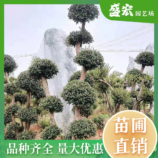 长沙造型小叶赤楠，树桩盆景，中式庭院四季常青，喻意招财旺主。