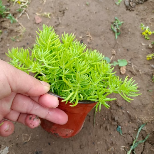 青州市黄金草