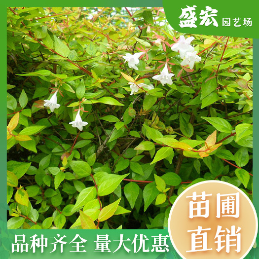 长沙大花六道木，金叶六道木小杯苗、色块毛球、大杯工程苗批发。