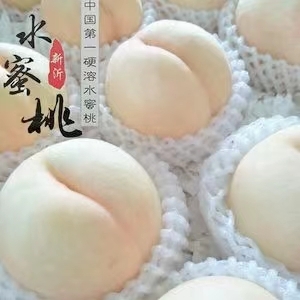 新沂市白凤桃