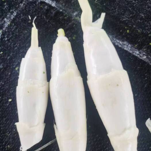 忠县双季茭白 自产基地 现采现发 可真空贴牌代发