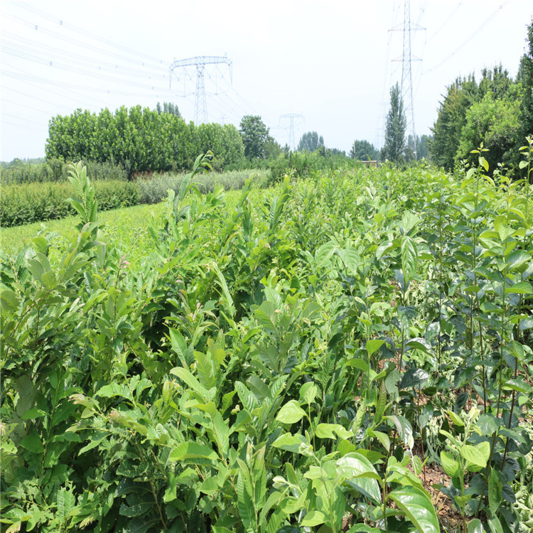 基地出售板栗苗 板栗树苗 节节红板栗苗适合南北方种植板栗苗