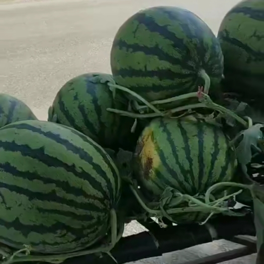 葫芦岛西瓜西瓜，批发西瓜价格可谈