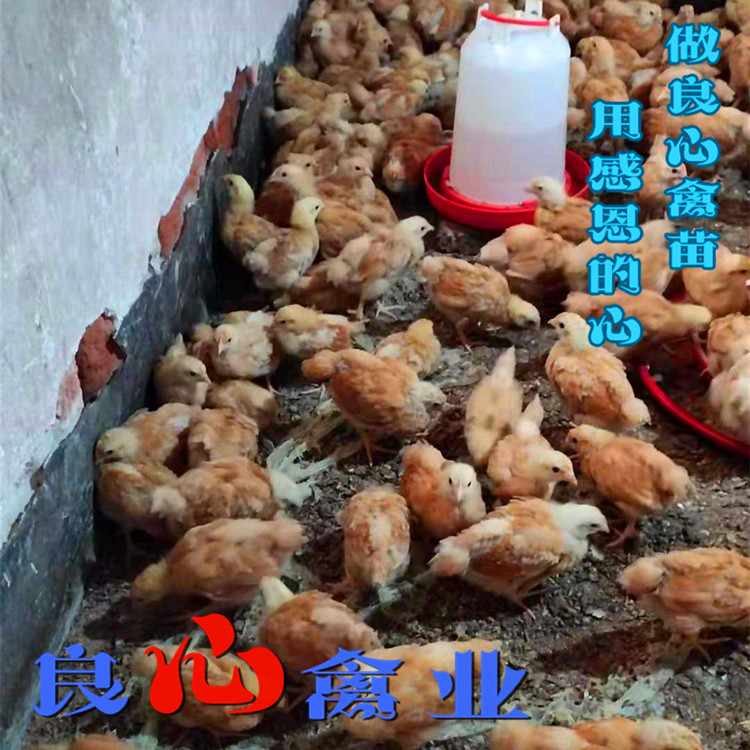 基地直卖脱温黄土鸡苗三黄鸡苗半斤重鸡苗另有乌鸡苗绿壳蛋鸡苗