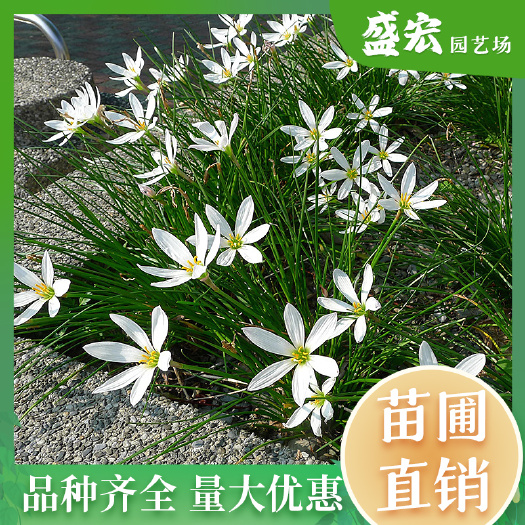 阳台花园小盆栽，葱兰花，植物花卉绿植，红花韭兰室内外皆适宜。