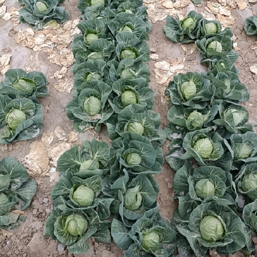 临洮县甘兰大量现货价格实惠