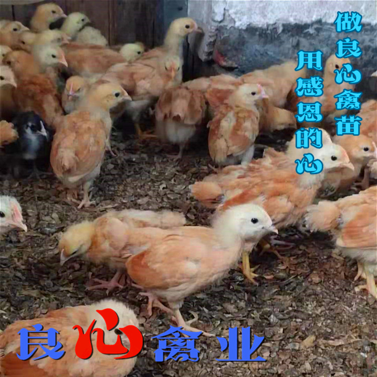 基地直卖脱温黄土鸡苗三黄鸡苗半斤重鸡苗另有乌鸡苗绿壳蛋鸡苗