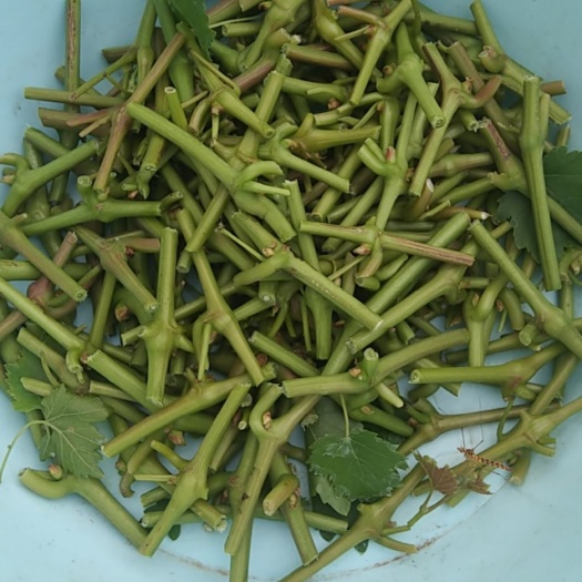 卢龙县葡萄接穗嫁接枝条，绿芽，牙苞饱满，品种齐全，发顺丰空运
