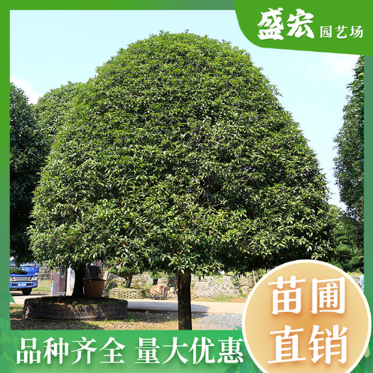桂花树八月桂四季常青园林庭院建设风景绿化树批发基地直供