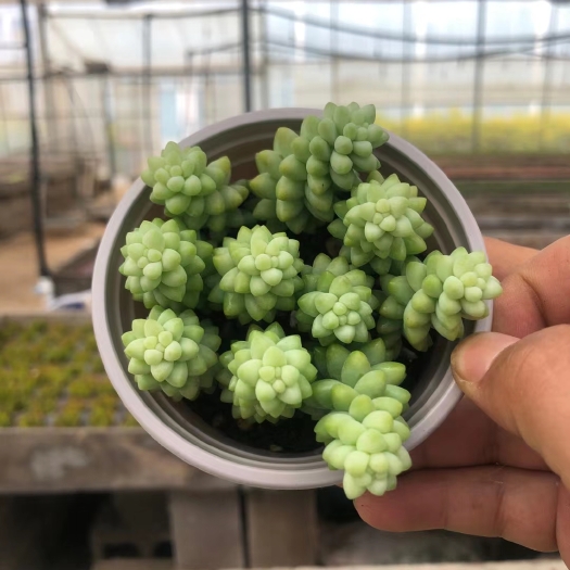昆明新玉缀  云南澄花多肉 基地直销 玉缀