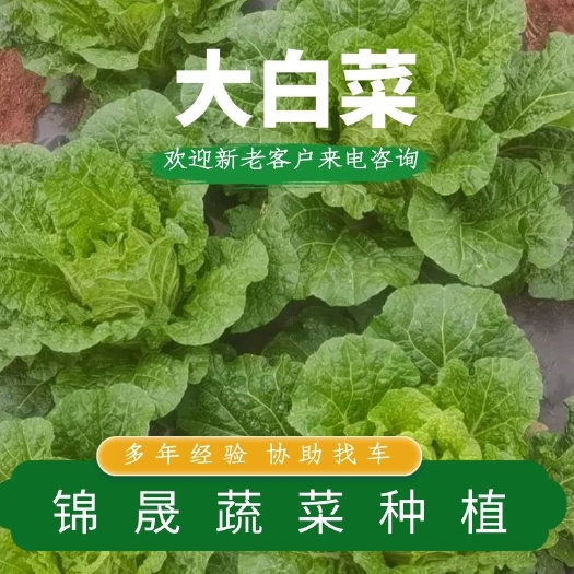 宣威市云南农家肥种植黄心大白菜产地直发