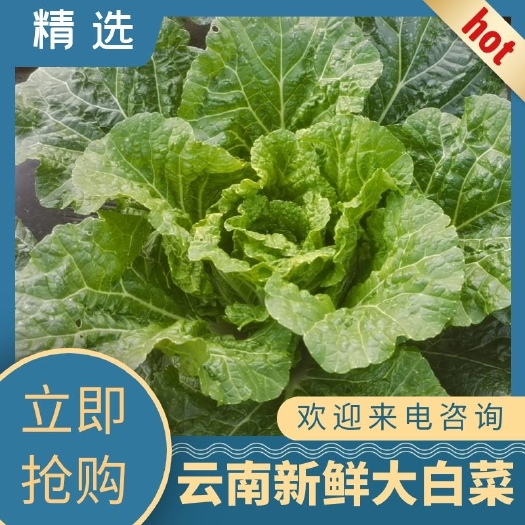 宣威市农家肥种植云南宣威黄心大白菜产地直发
