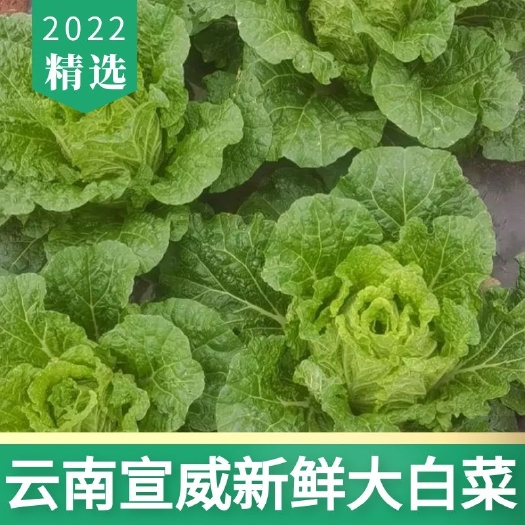 宣威市农家肥种植云南黄心大白菜产地直发
